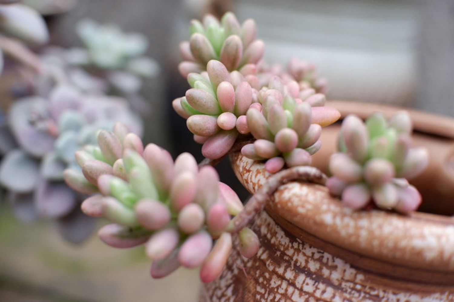 虹之玉长白虫子如何办？