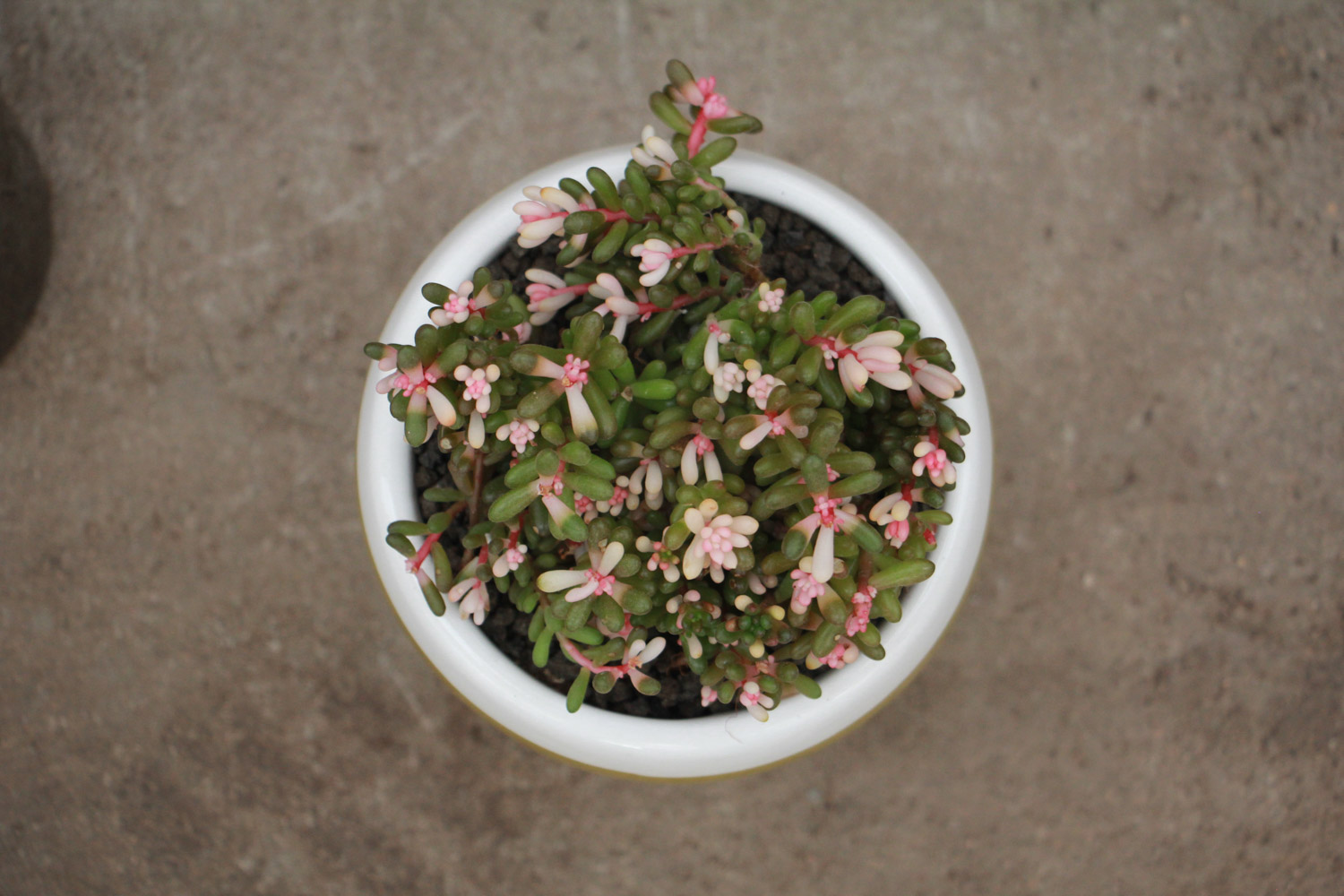 虹之玉长白虫子如何办？