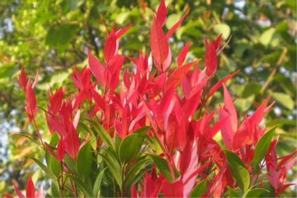 红鳞蒲桃的病害预防和治疗