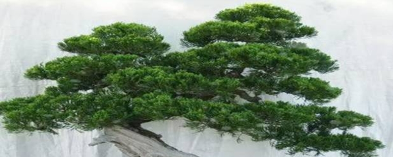 花盆里有蚂蚁如何办