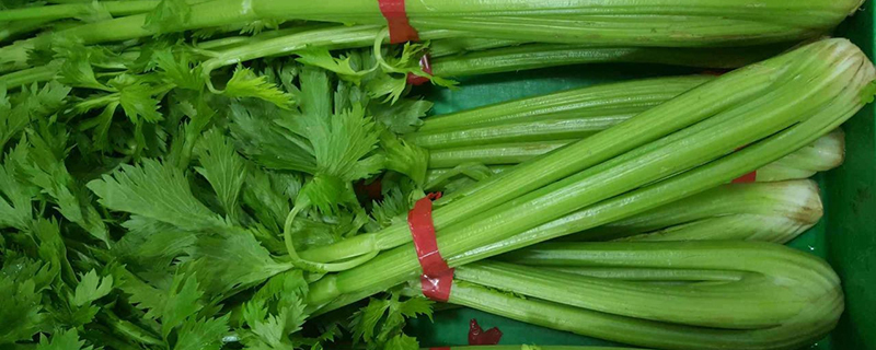 芹菜的病虫害预防和治疗