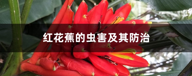 红花蕉的虫害及其预防和治疗