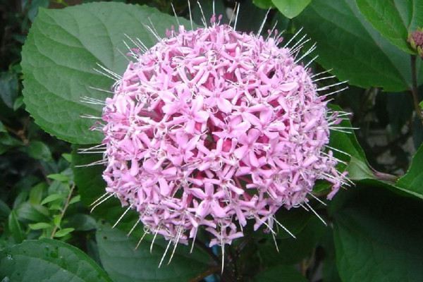 臭牡丹的病虫害及其预防和治疗