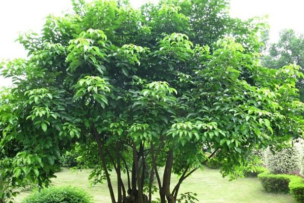重阳木的虫害及其预防和治疗