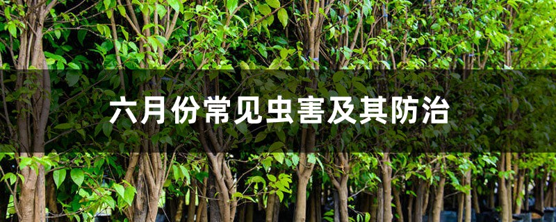 六月份常见虫害及其预防和治疗