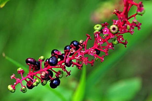 商陆常见病虫害预防和治疗