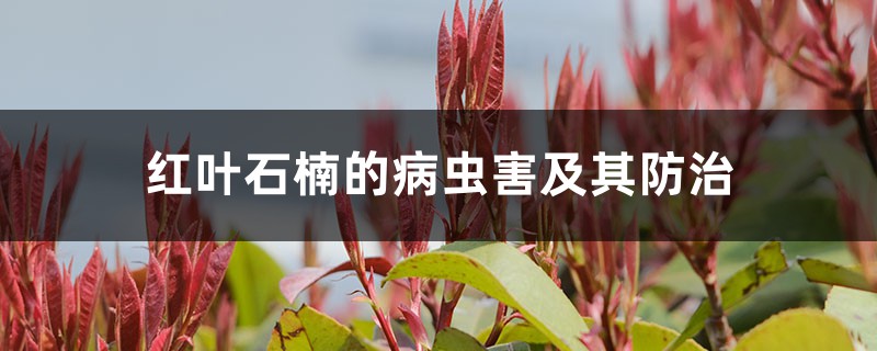 红叶石楠的病虫害及其预防和治疗