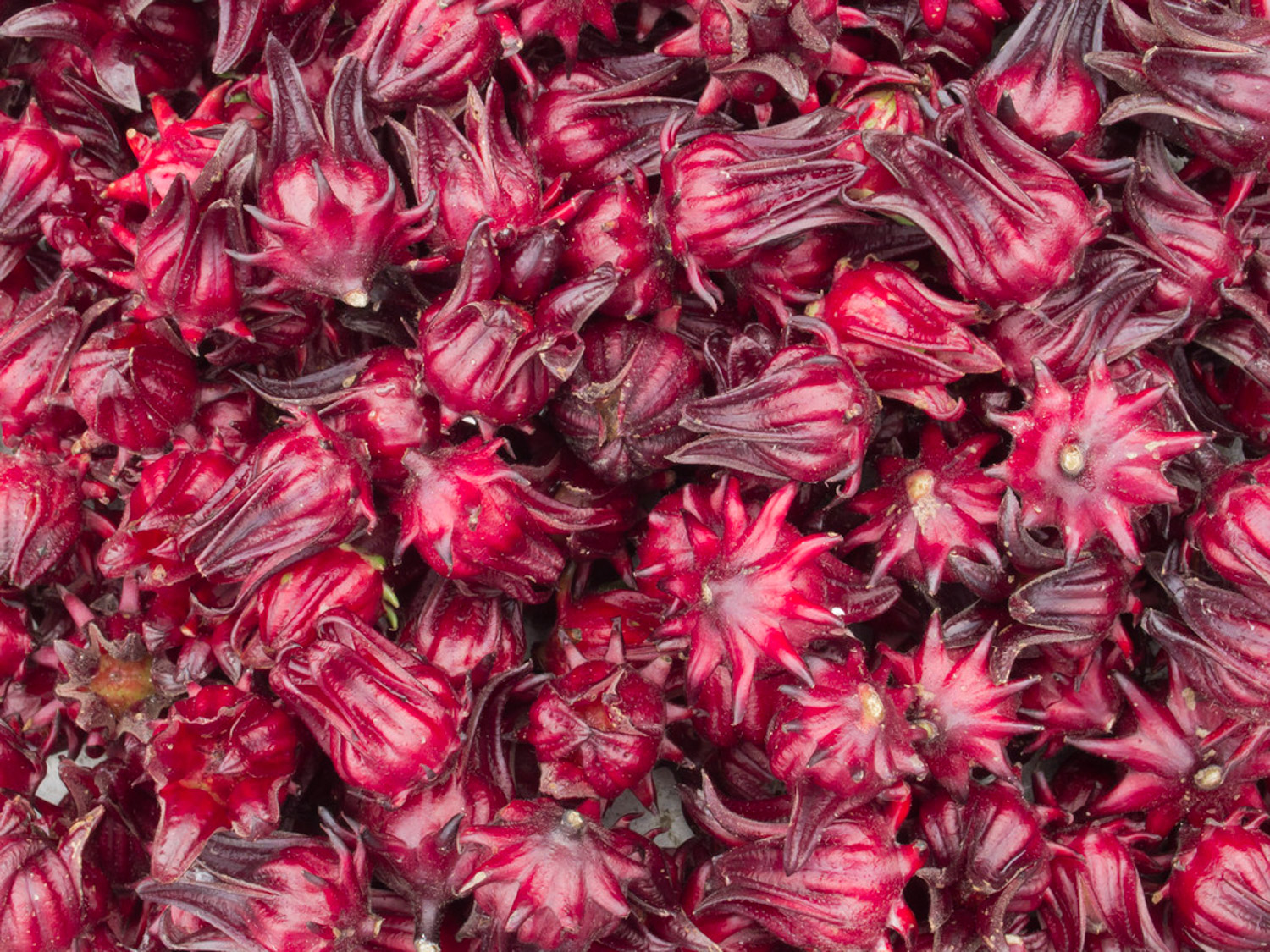 洛神花的病虫害及其预防和治疗