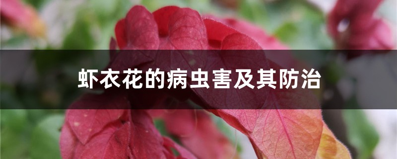 虾衣花的病虫害及其预防和治疗