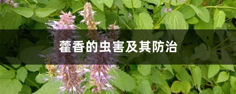 藿香的虫害及其预防和治疗