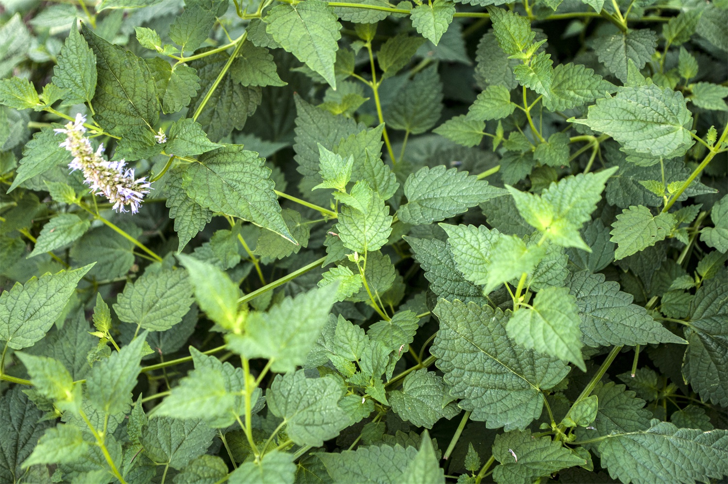 藿香 藿香的虫害及其预防和治疗