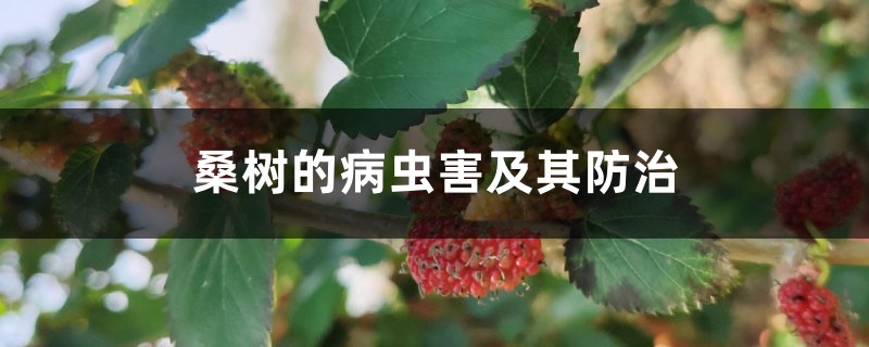 桑树的病虫害及其预防和治疗