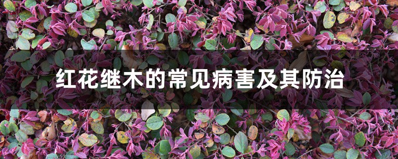 红花继木的常见病害及其预防和治疗