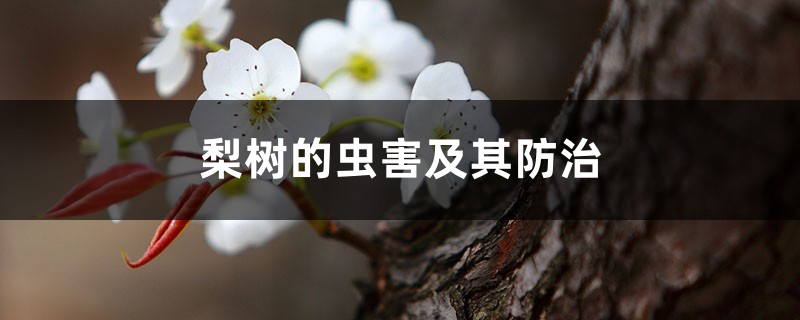 梨树的虫害及其预防和治疗