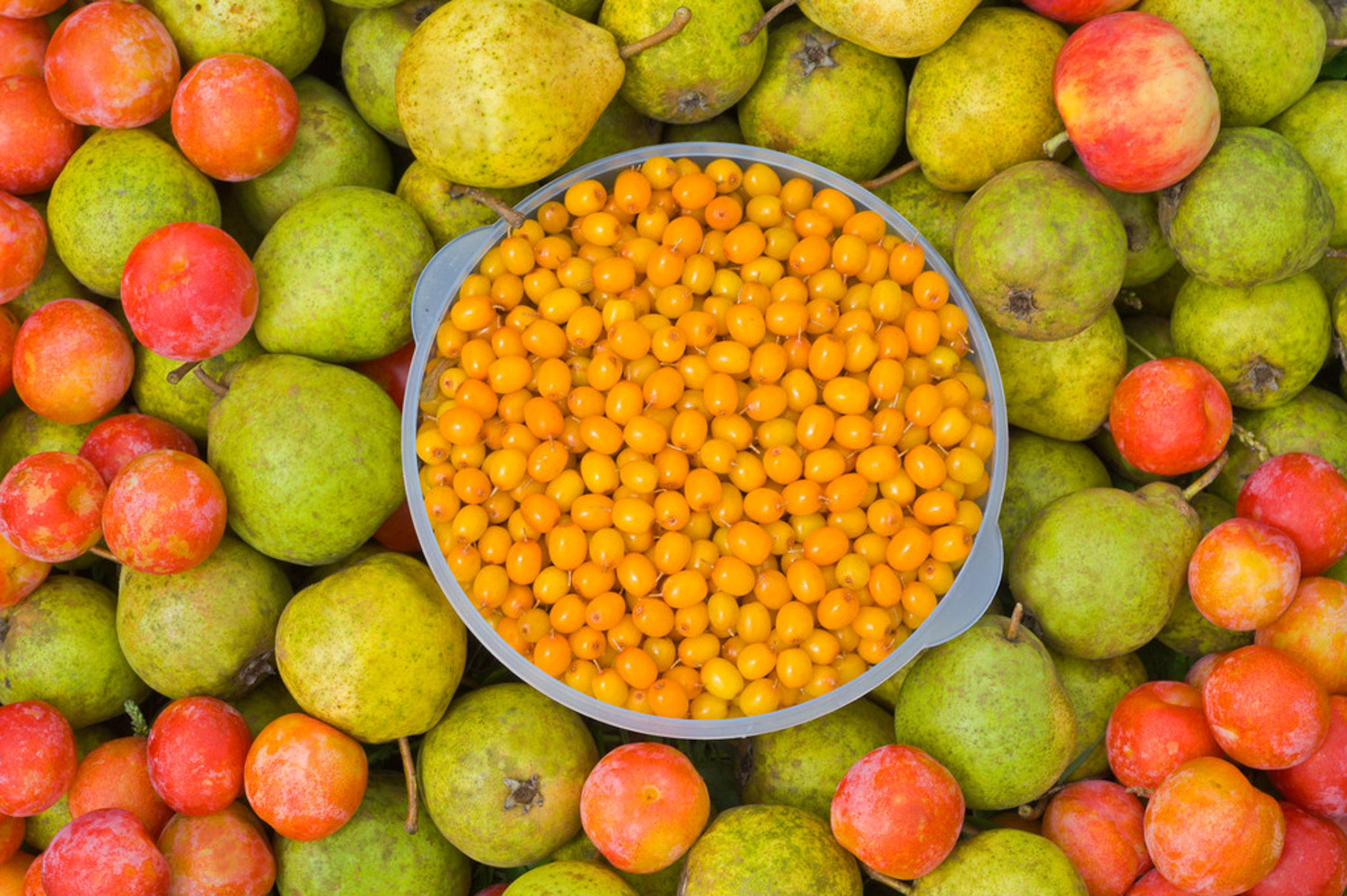 梨树的虫害及其预防和治疗