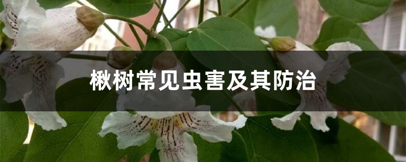 楸树常见虫害及其预防和治疗