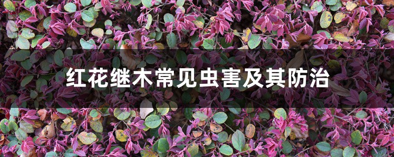 红花继木常见虫害及其预防和治疗