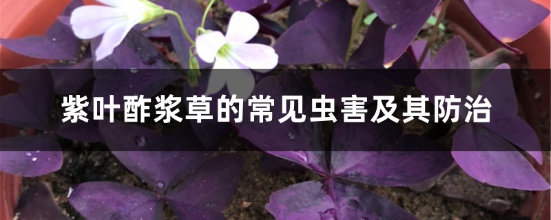 紫叶酢浆草的常见虫害及其预防和治疗