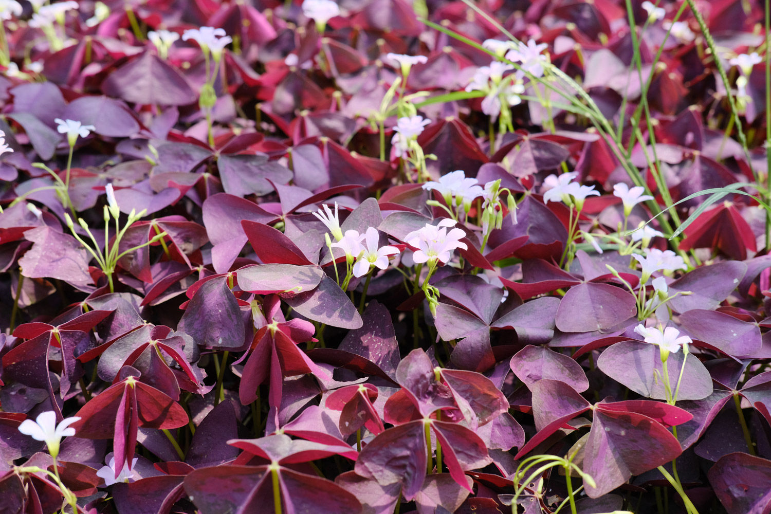 紫叶酢浆草的常见虫害及其预防和治疗