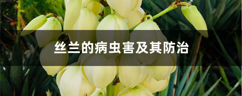 丝兰的病虫害及其预防和治疗