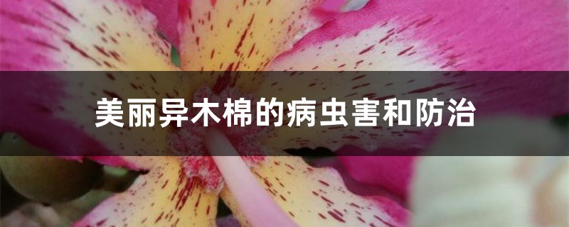 美丽异木棉的病虫害和预防和治疗