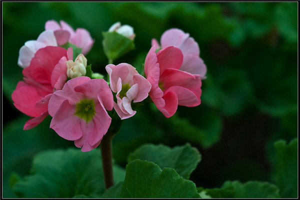 四季樱草的病虫害及其预防和治疗