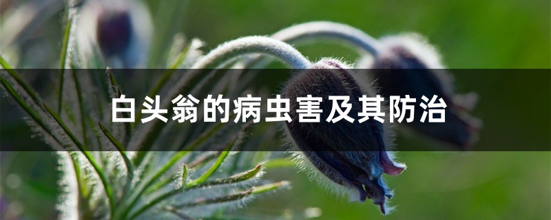 白头翁的病虫害及其预防和治疗