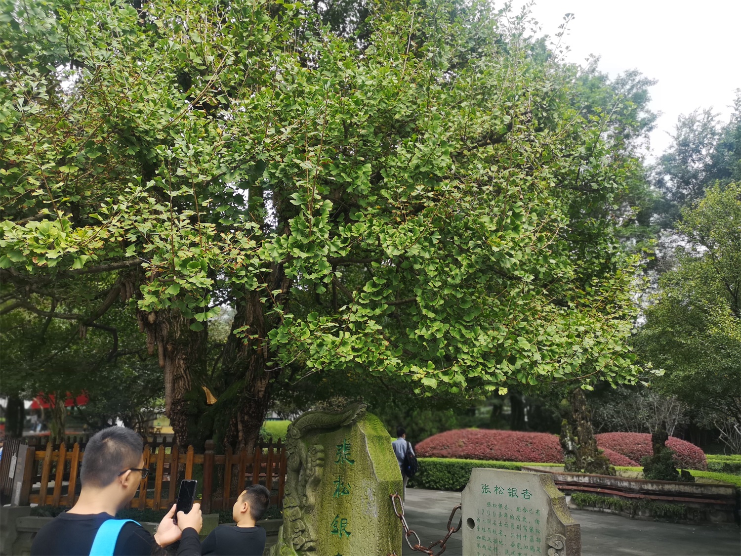 银杏的常见虫害及其预防和治疗