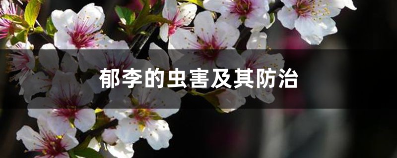 郁李的虫害及其预防和治疗