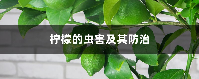 柠檬的虫害及其预防和治疗