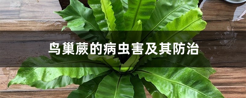 鸟巢蕨的病虫害及其预防和治疗