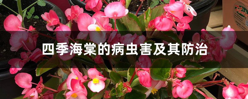 四季海棠的病虫害及其预防和治疗