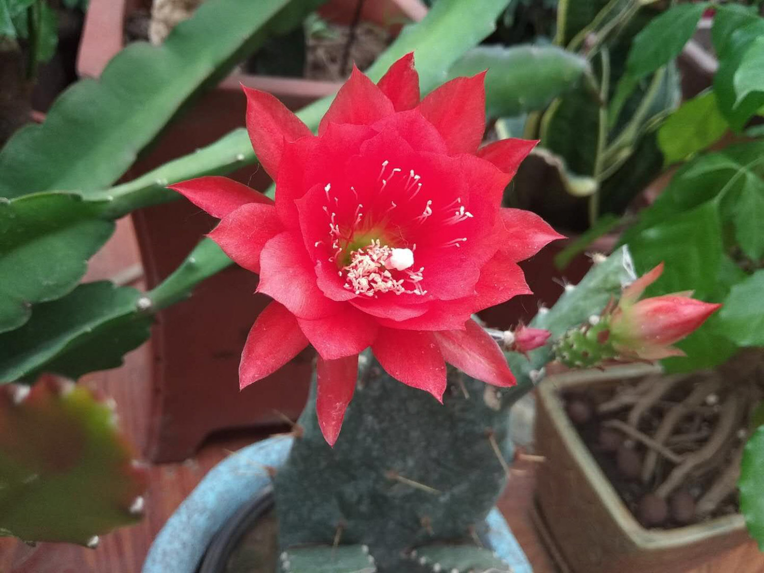 令箭荷花的病虫害及其预防和治疗