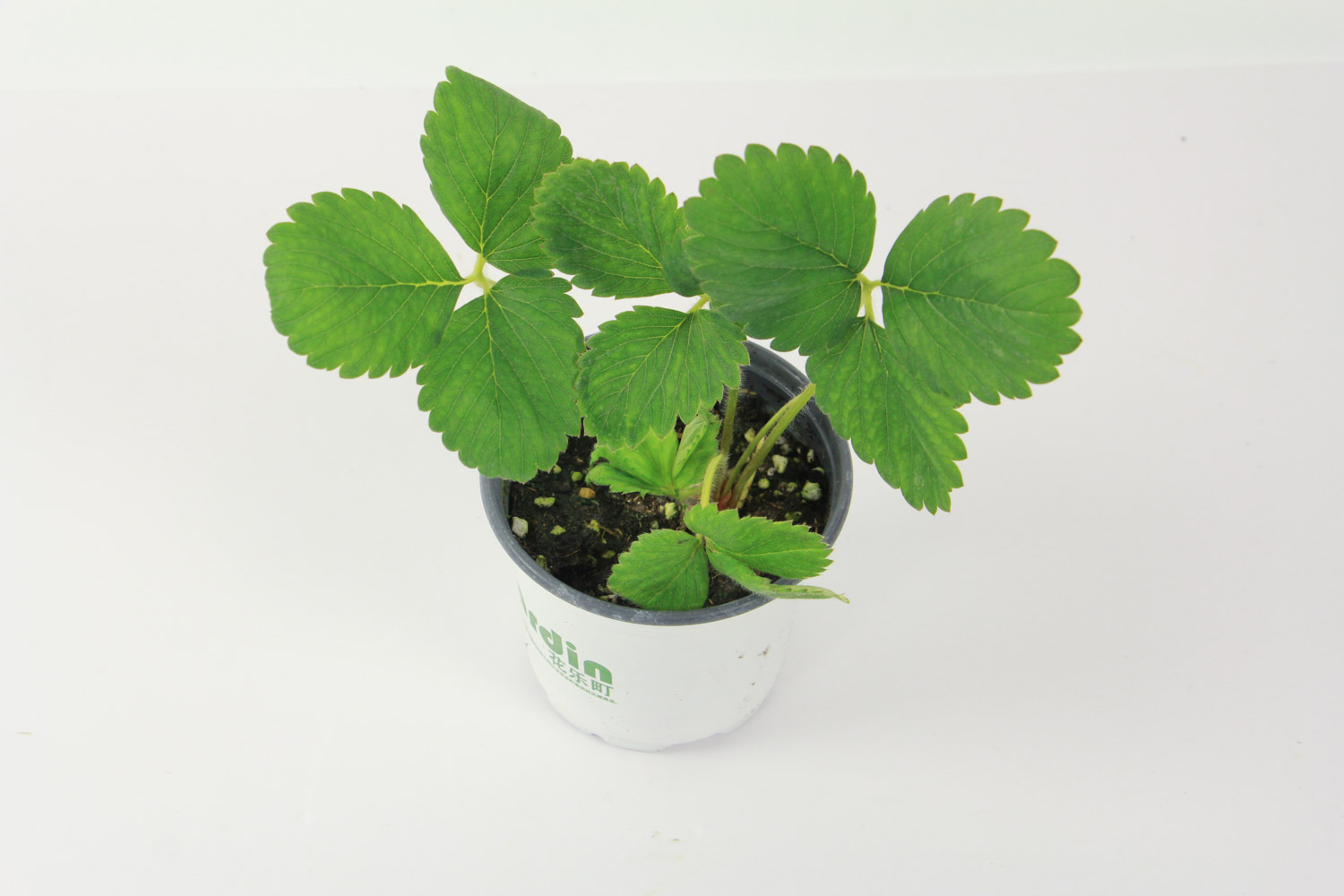 草莓的虫害预防和治疗