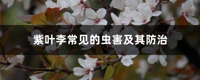 紫叶李常见的虫害及其预防和治疗