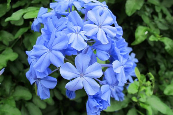 蓝花丹的病虫害及其预防和治疗