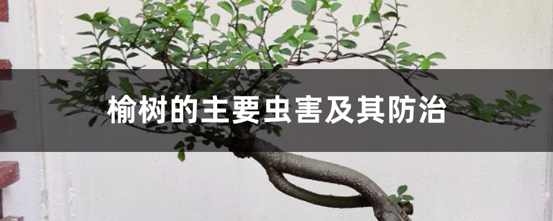 榆树的主要虫害及其预防和治疗