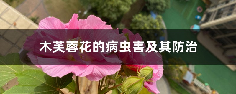 木芙蓉花的病虫害及其预防和治疗
