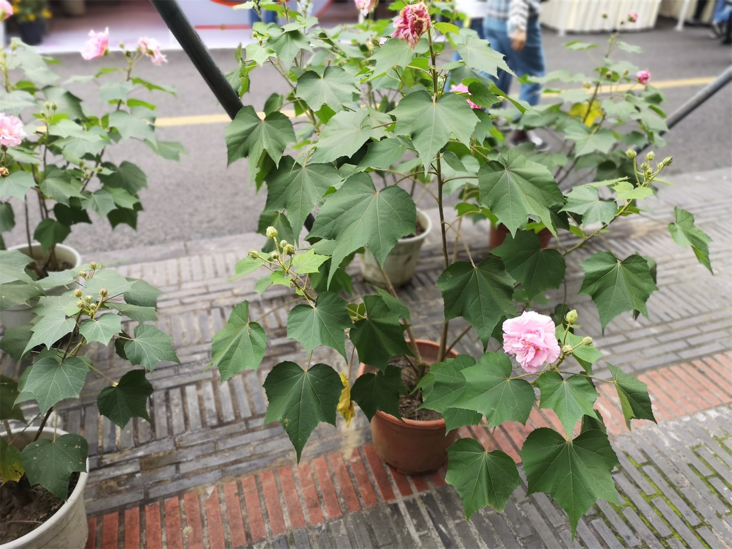 木芙蓉花的病虫害及其预防和治疗