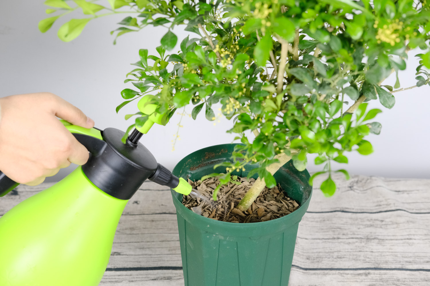 米兰 米兰花有哪些虫害