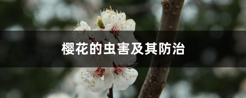 樱花的虫害及其预防和治疗