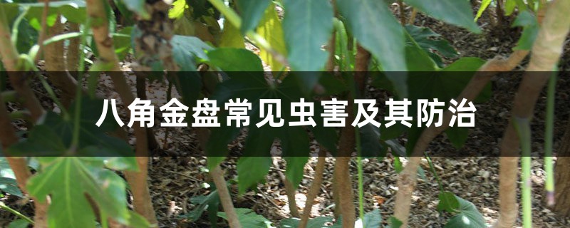 八角金盘常见虫害及其预防和治疗