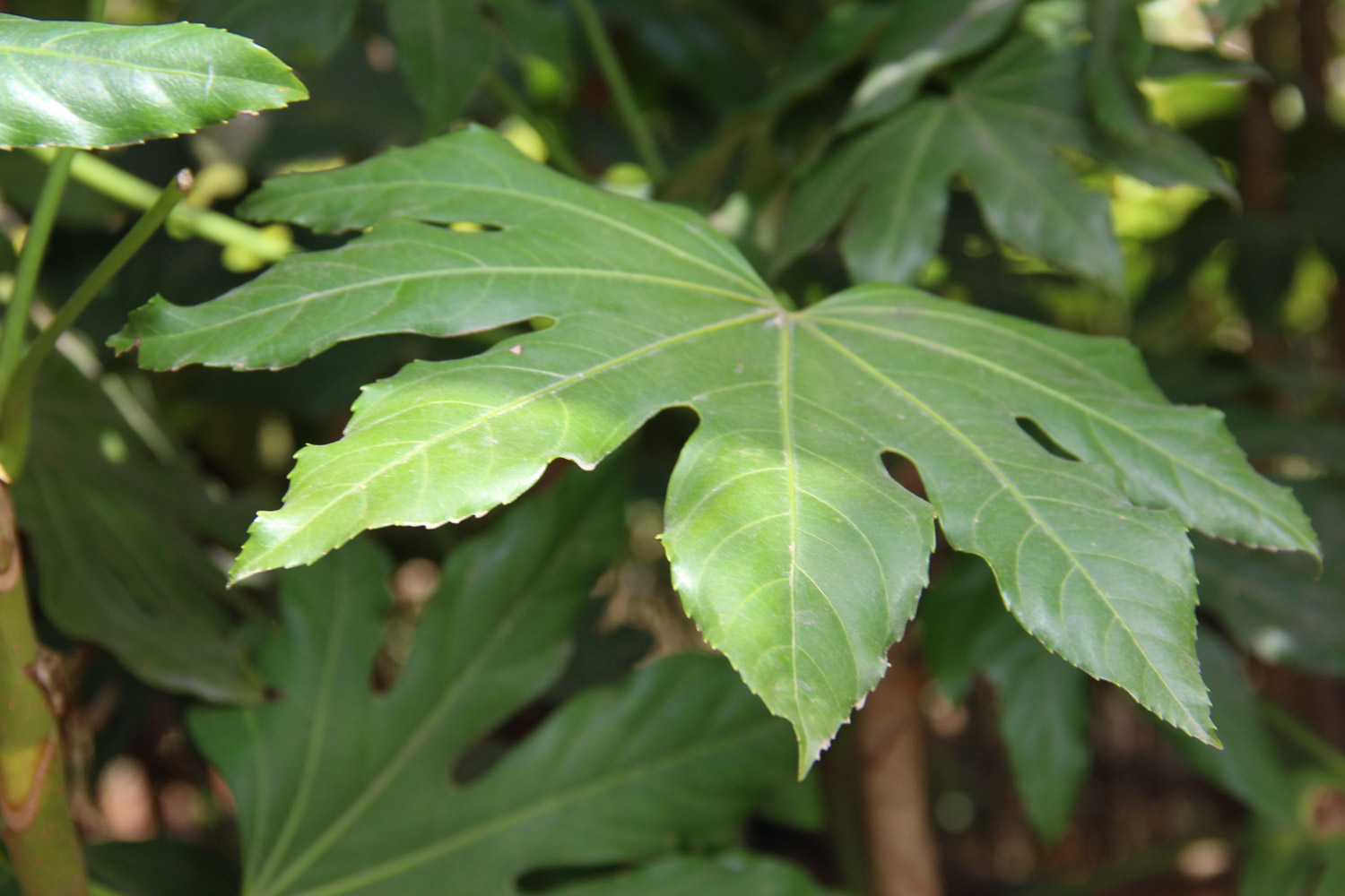 八角金盘常见虫害及其预防和治疗