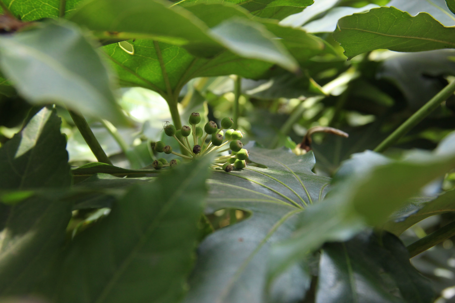 八角金盘常见虫害及其预防和治疗