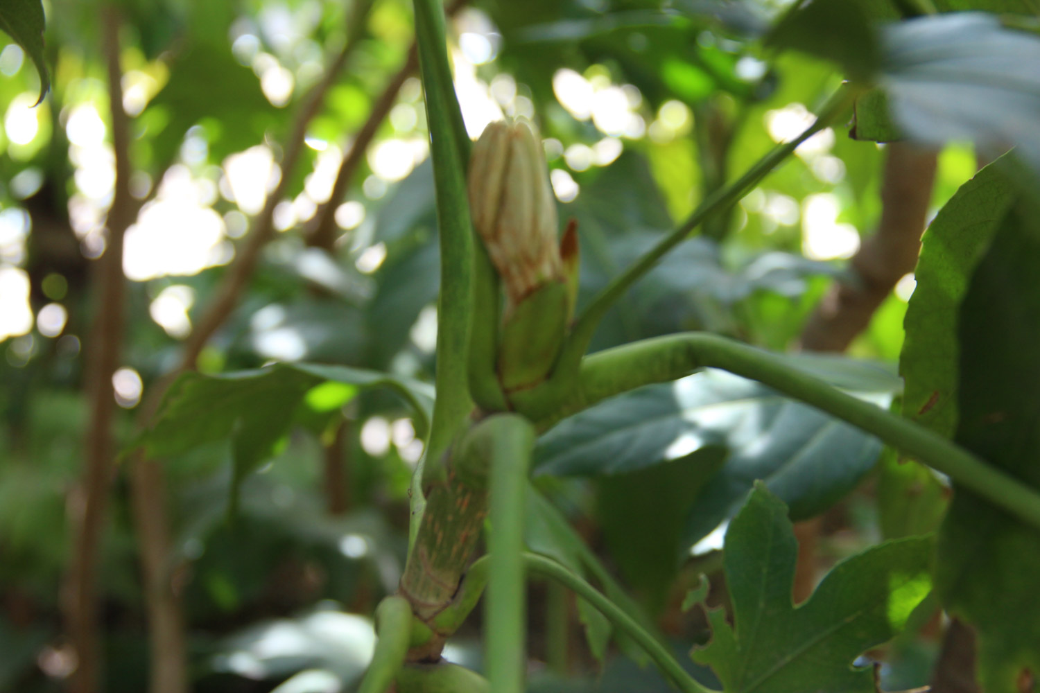 八角金盘常见虫害及其预防和治疗