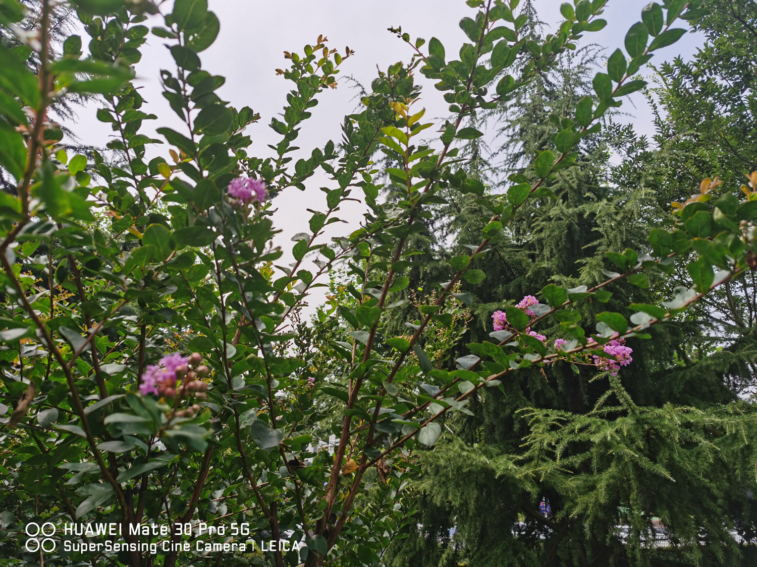 紫薇 紫薇花的常见虫害及预防和治疗办法