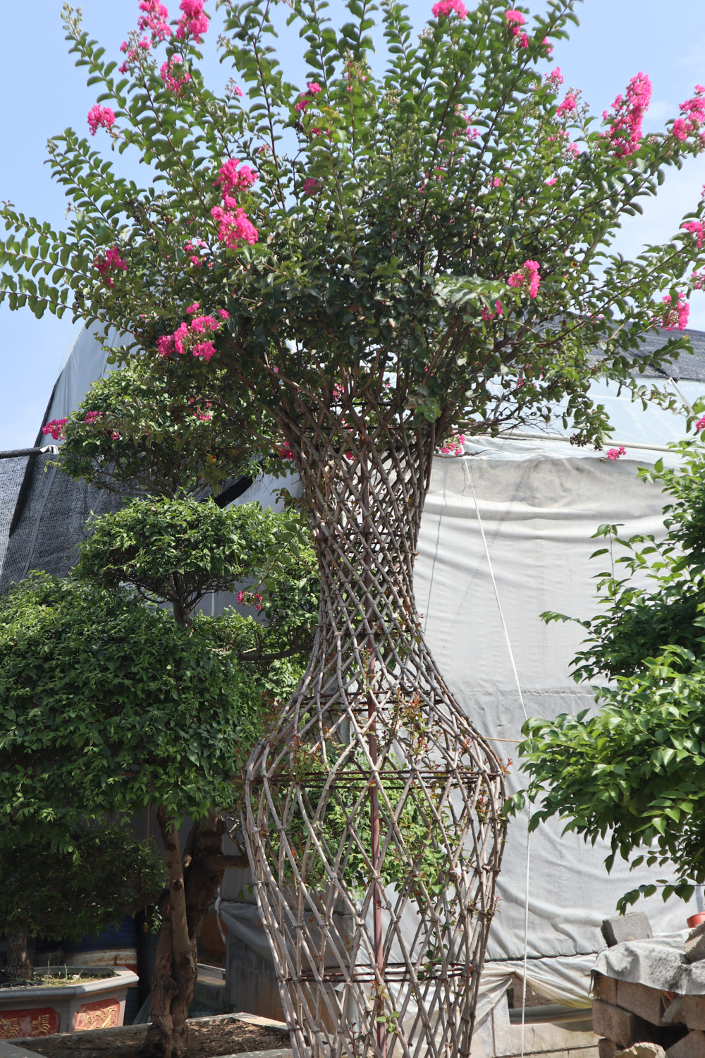 紫薇 紫薇花的常见虫害及预防和治疗办法