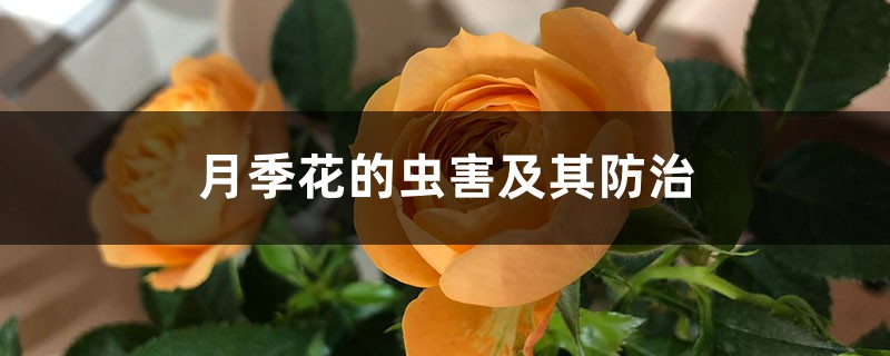 月季花的虫害及其预防和治疗