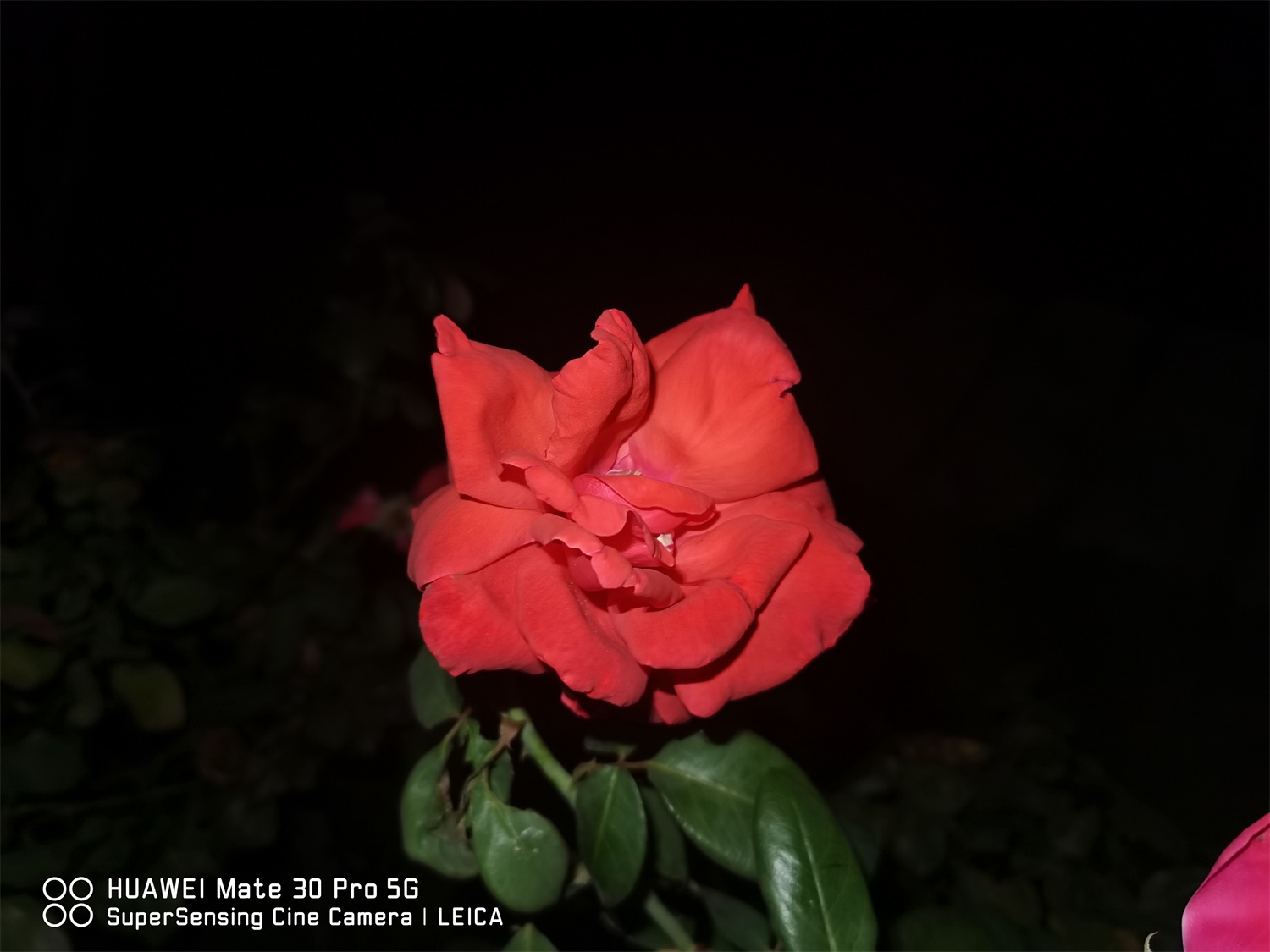 月季花的虫害及其预防和治疗