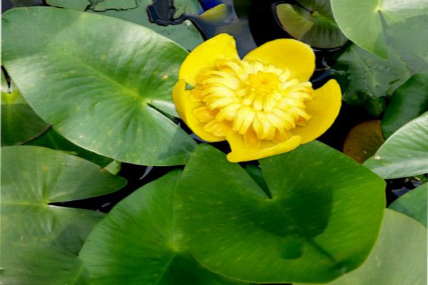 萍蓬草的病虫害预防和治疗